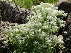 Peltaria angustifolia