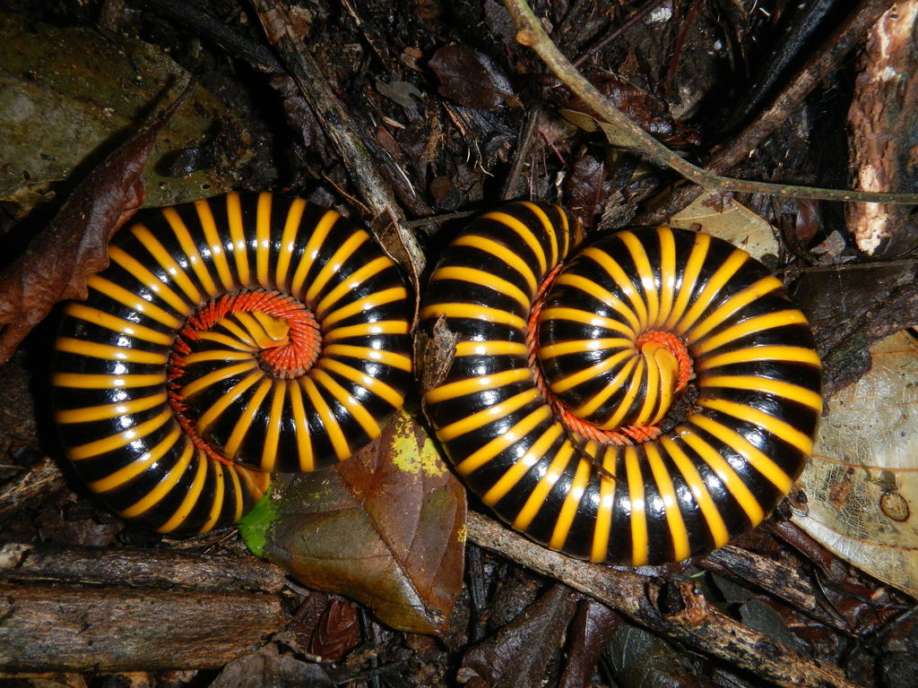 Messicobolidae