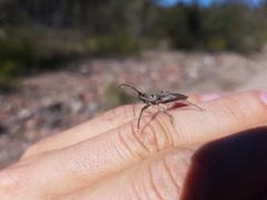 Harpactor tuberculosus