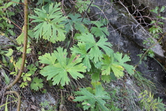 Aconitum sukaczevii