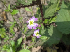 Malcolmia maritima