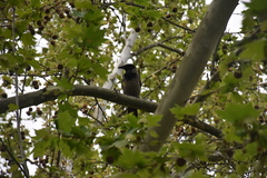 Corvus cornix