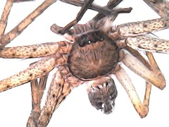Araneae