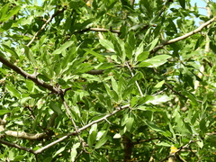Pyrus syriaca
