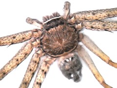 Araneae