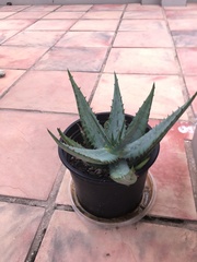 Aloe ferox