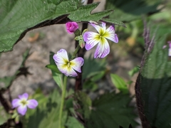 Malcolmia maritima
