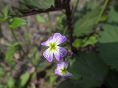 Malcolmia maritima
