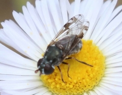 Nausigaster geminata