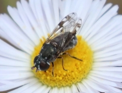 Nausigaster geminata