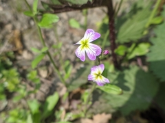 Malcolmia maritima