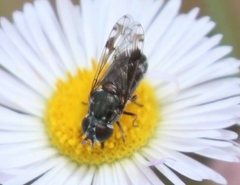 Nausigaster geminata