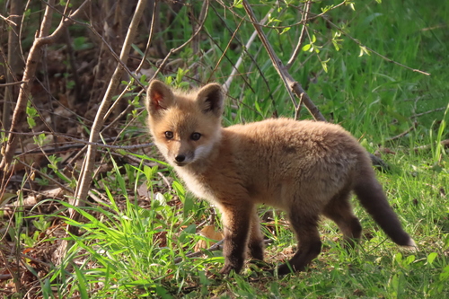 Red Fox photographed in Minnesota