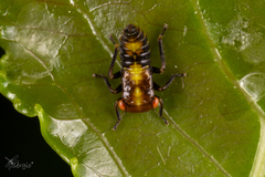Rhytidodus decimusquartus