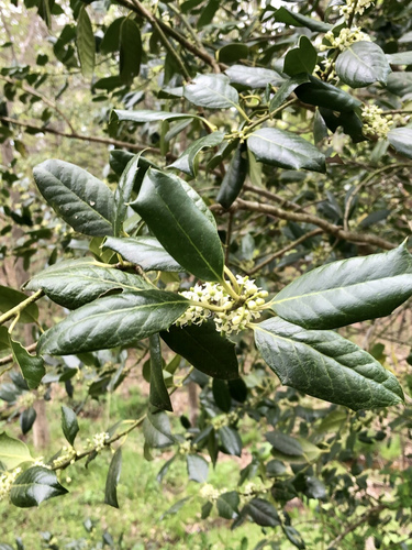 Chinese holly (Ilex cornuta)