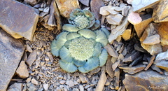 Leucocera pterocalyx