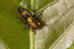 Rhytidodus decimusquartus