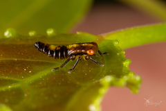 Rhytidodus decimusquartus
