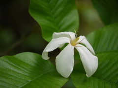 Gardenia resinifera