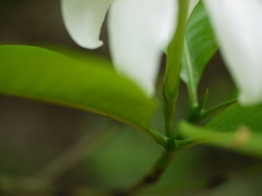 Gardenia resinifera