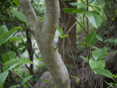 Gardenia resinifera