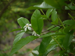 Gardenia resinifera