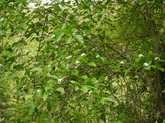 Gardenia resinifera