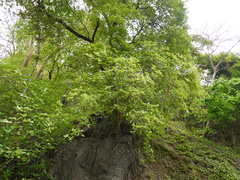 Gardenia resinifera