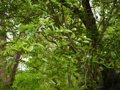Gardenia resinifera