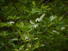 Gardenia resinifera
