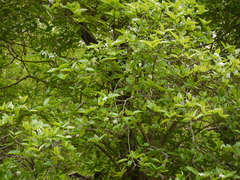 Gardenia resinifera