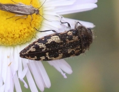 Acmaeodera cuneata