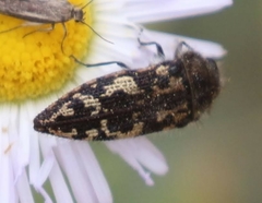 Acmaeodera cuneata