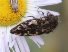 Acmaeodera cuneata