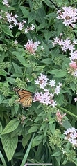 Danaus plexippus