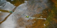 Pseudagrion rubriceps