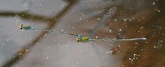 Pseudagrion rubriceps