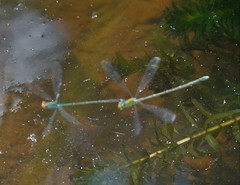 Pseudagrion rubriceps
