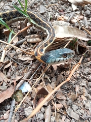 Thamnophis cyrtopsis collaris