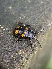 Gerstaeckerus trisignatus