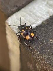 Gerstaeckerus trisignatus