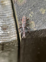 Trachelizini
