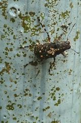 Sphinctotropis paviei