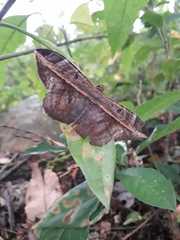 Hemeroblemma ochrolinea