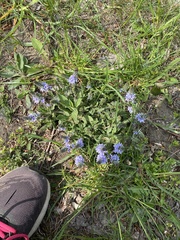 Veronica prostrata