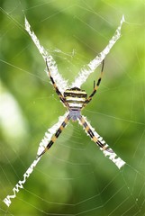 Argiope aetherea