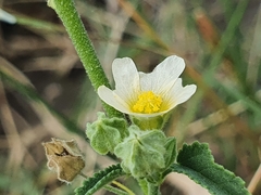 Sida chrysantha