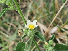 Sida chrysantha