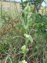 Sida chrysantha