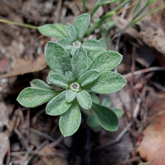 Hesperevax acaulis var. robustior